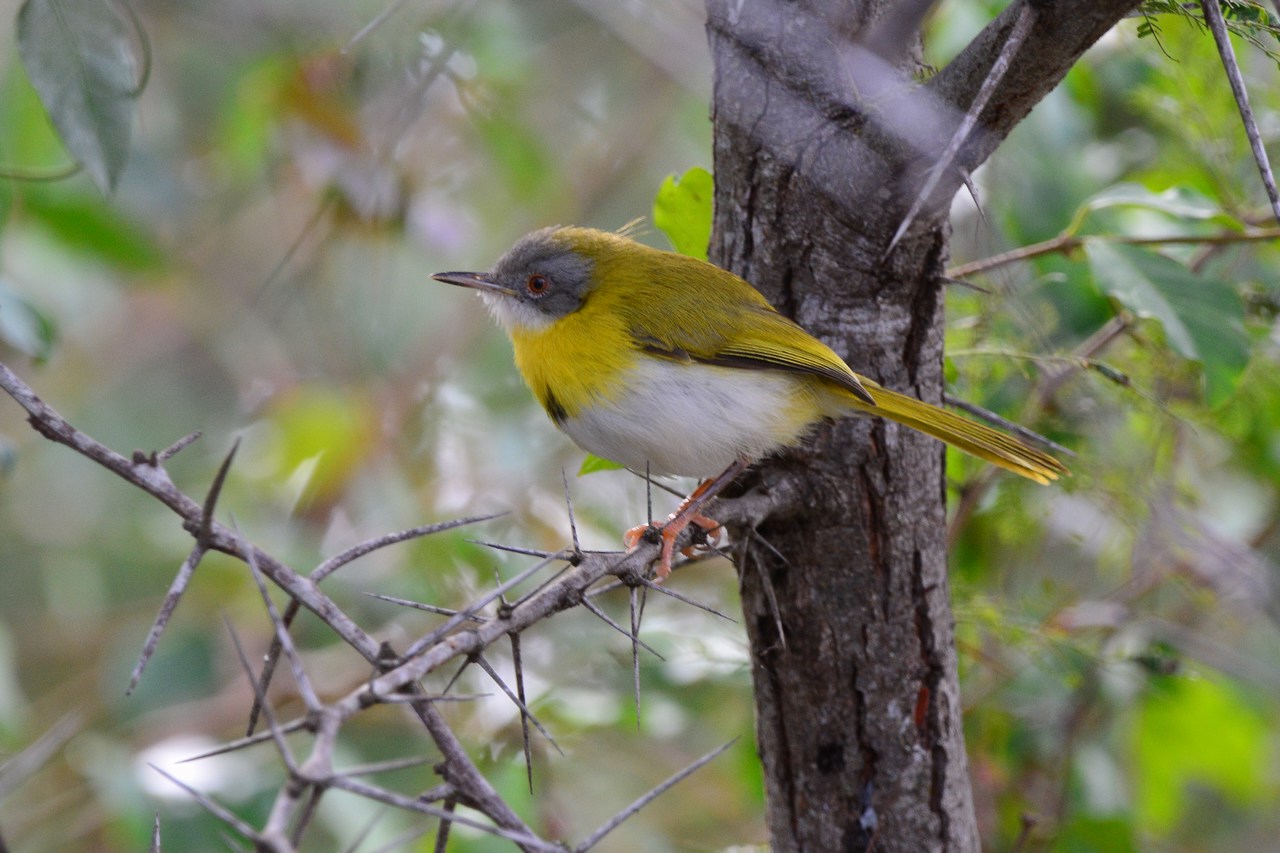Apalis flavida neglecta Apalis flavida neglecta
